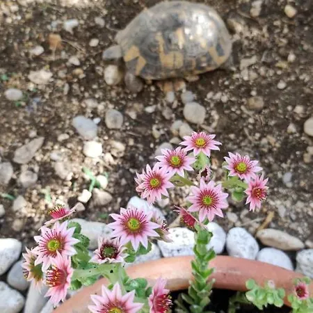 Apartment Garden Family Makarska